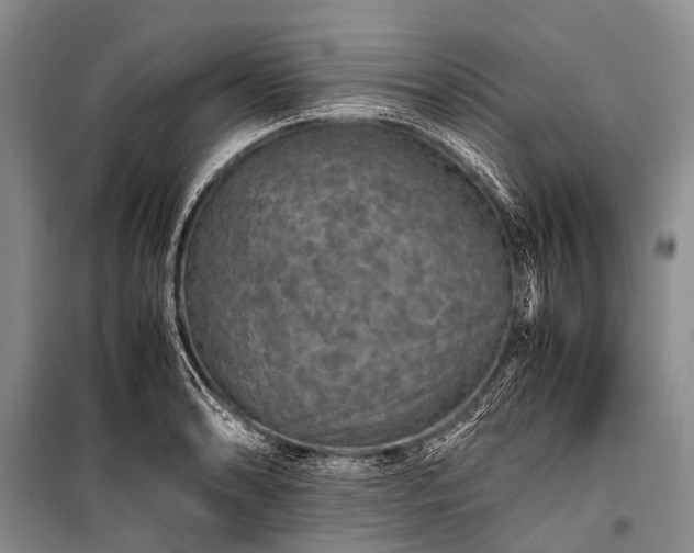X0000100951086200807011303