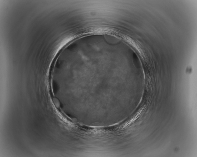X0000100951087200807011303