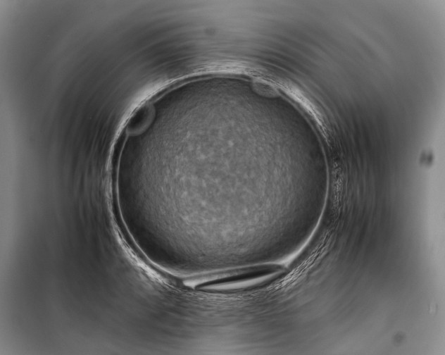 X0000100951088200807011303