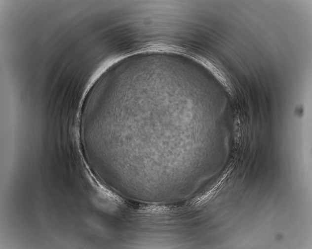 X0000100951094200807011303