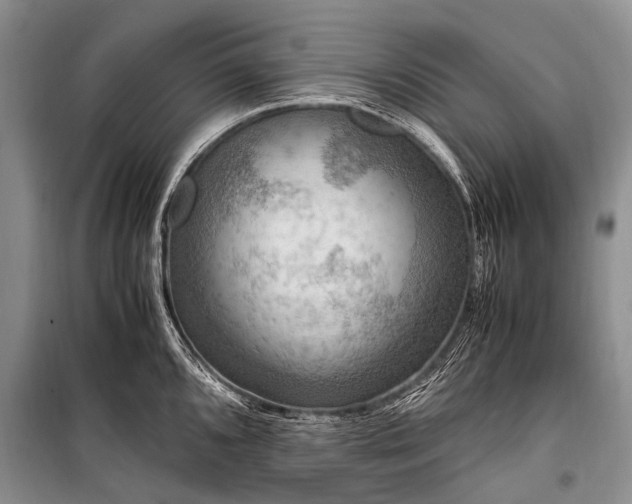 X0000100951096200807011303