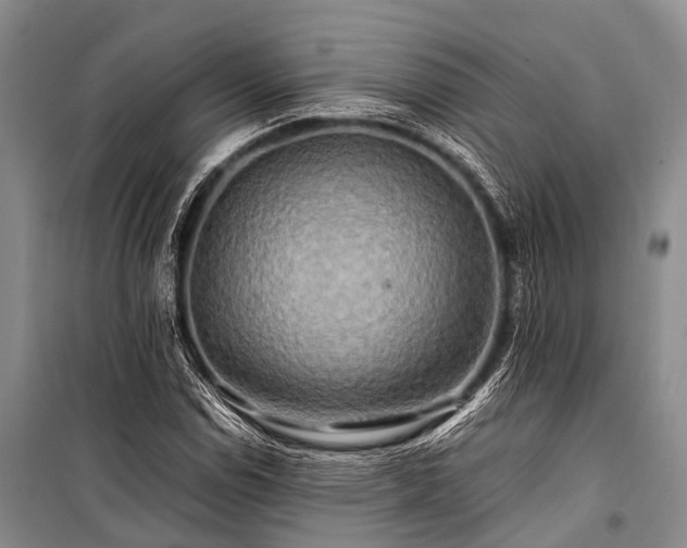 X0000100951114200807011302