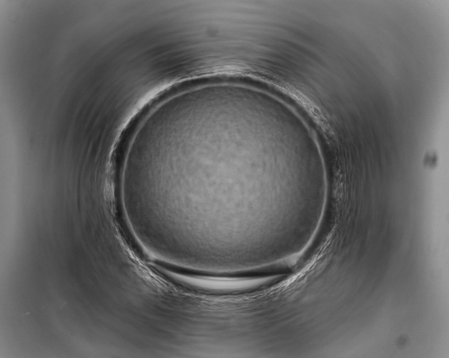 X0000100951118200807011302