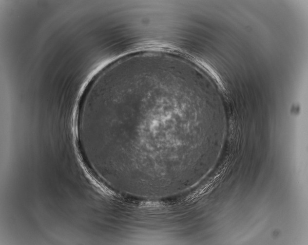 X0000100951128200807011302