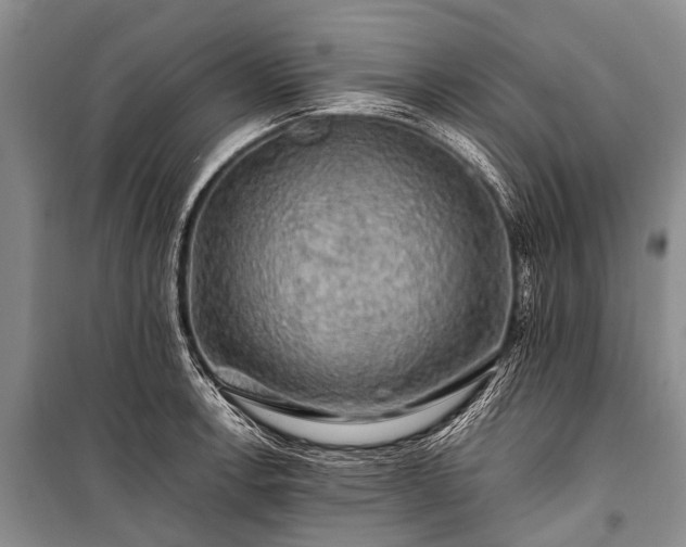 X0000100951138200807011302