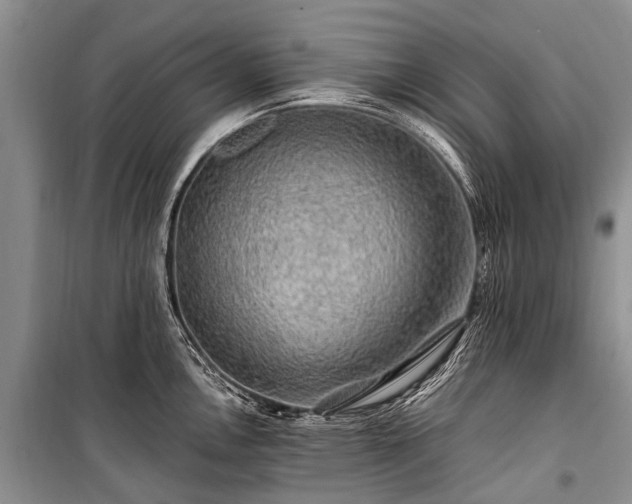 X0000100951146200807011302