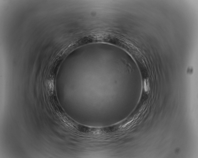 X0000100951155200807011302