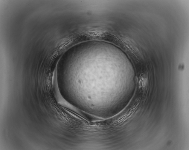 X0000100951156200807011302