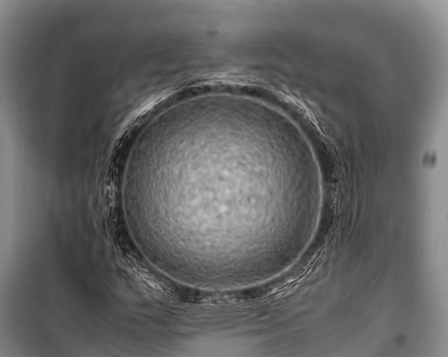 X0000100951159200807011302