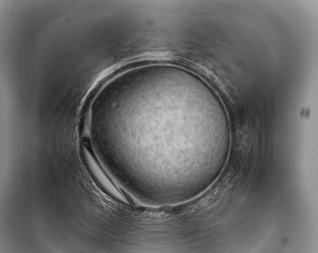 X0000100951168200807011301