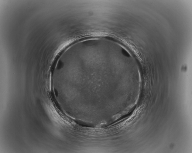 X0000100951171200807011301
