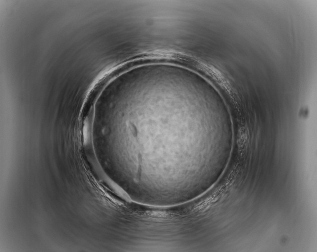 X0000100951172200807011301