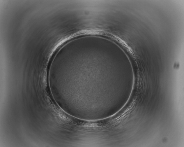 X0000100951174200807011301