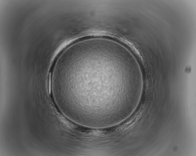 X0000100951175200807011301