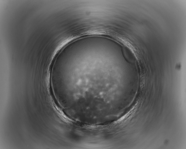X0000100951179200807011301