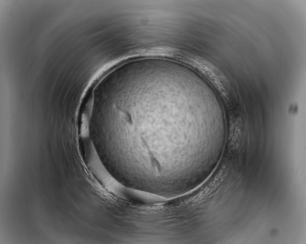X0000100951184200807011301