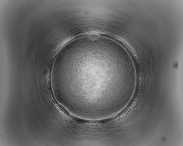 X0000100951185200807011301