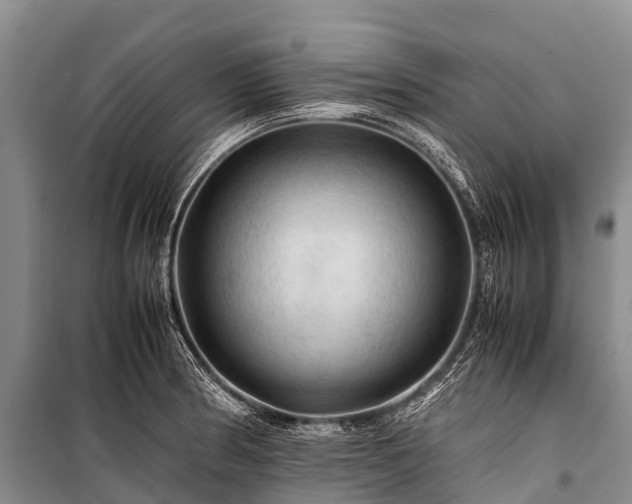 X0000100951186200807011301