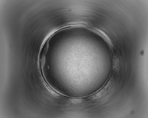 X0000100951196200807011301