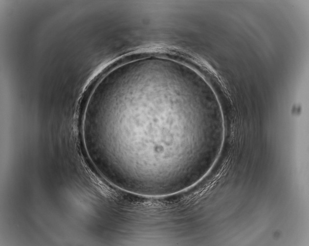 X0000100951216200807011301