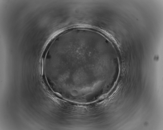 X0000100951223200807011301