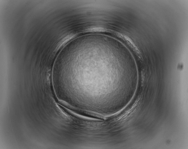 X0000100951225200807011301