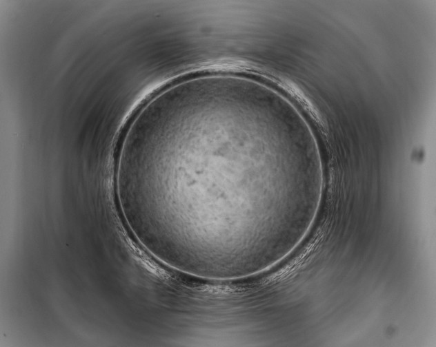 X0000100951232200807011301