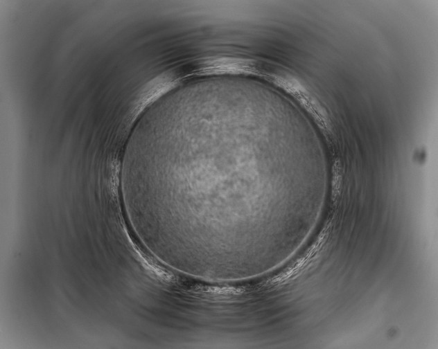 X0000100951233200807011301