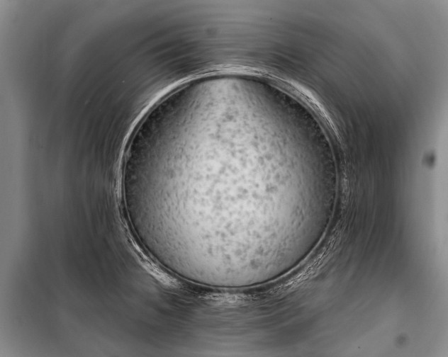 X0000100951236200807011301