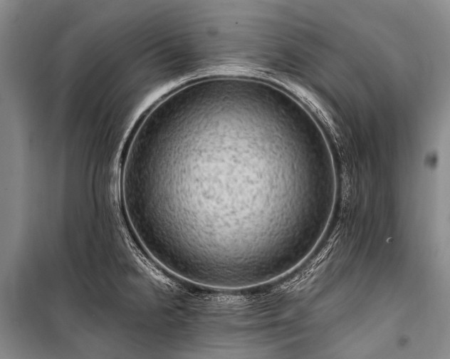 X0000100951238200807011301