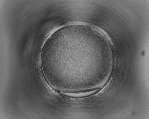 X0000100951244200807011301