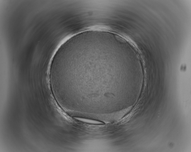 X0000100951248200807011301