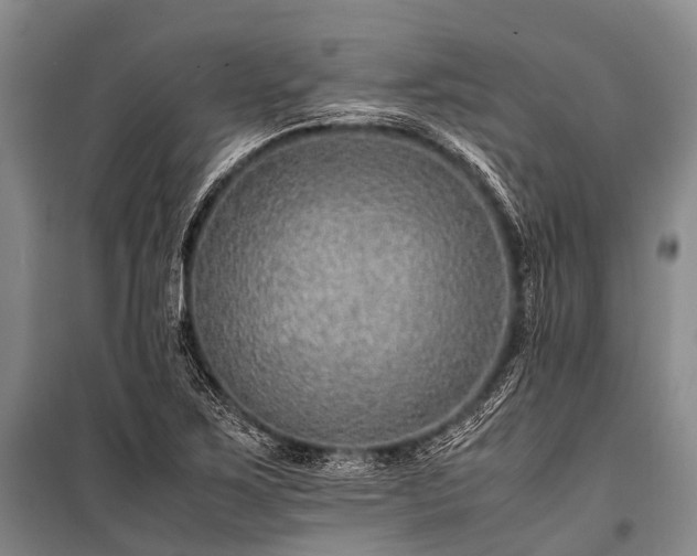 X0000100951267200807011300