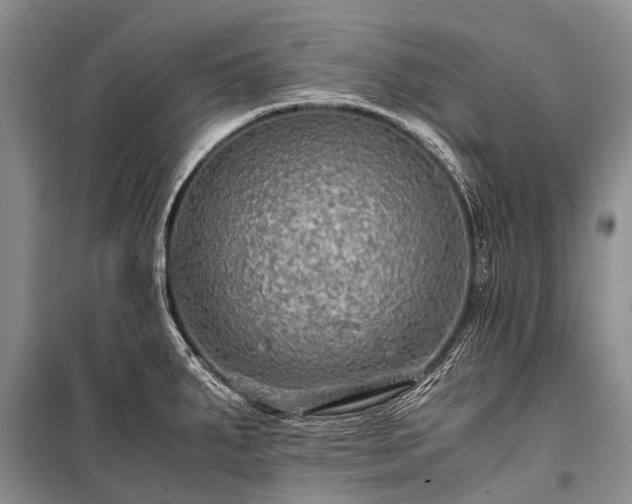 X0000100951287200807011300