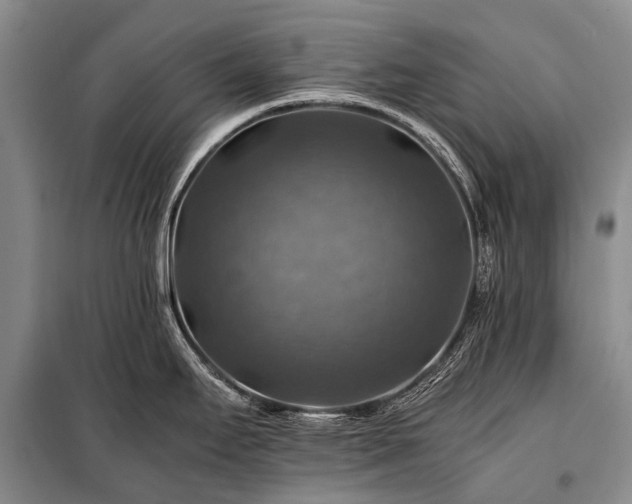 X0000100951295200807011300
