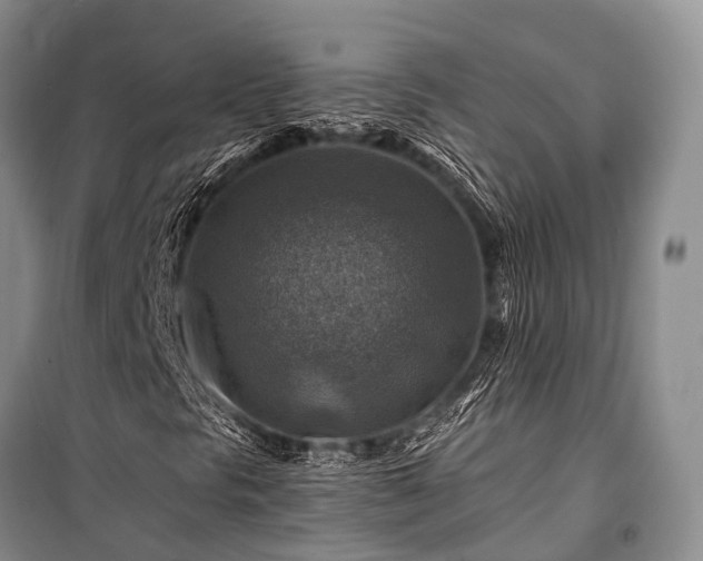 X0000100951297200807011259