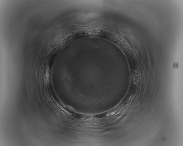 X0000100951298200807011259