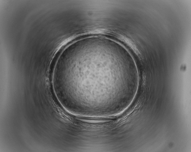 X0000100951308200807011259