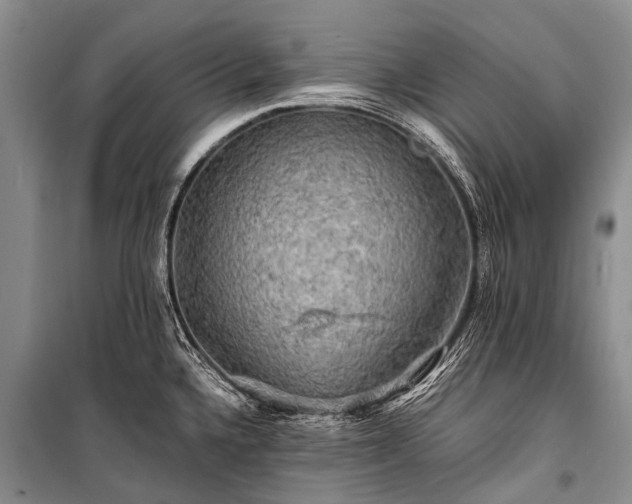 X0000100951336200807011300