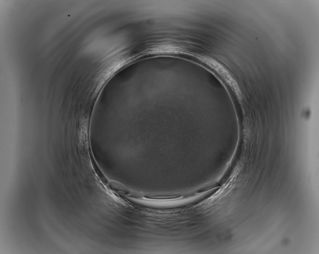 X0000100951337200807011300