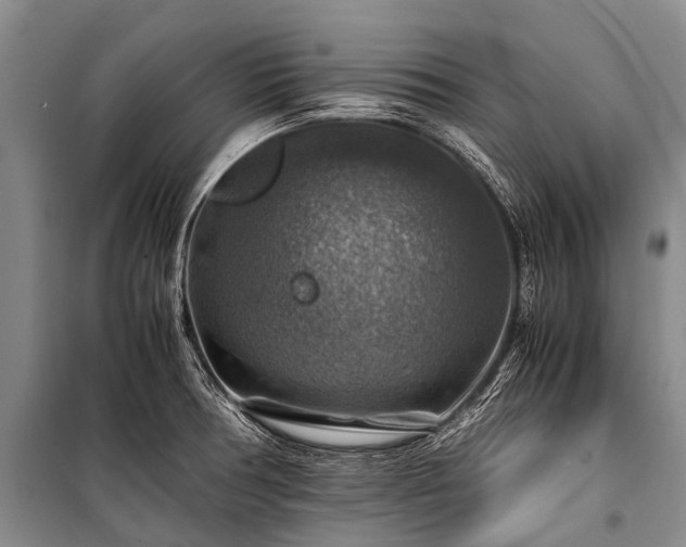 X0000100951378200807011259