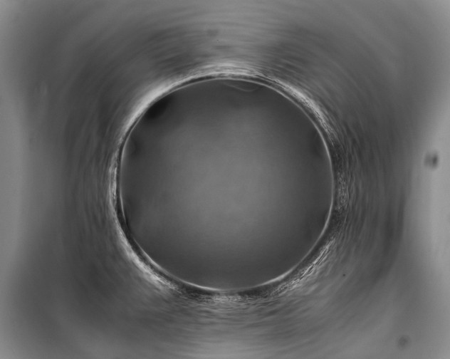 X0000100951383200807011258