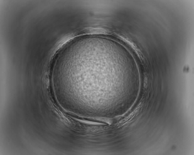 X0000100951407200807011258