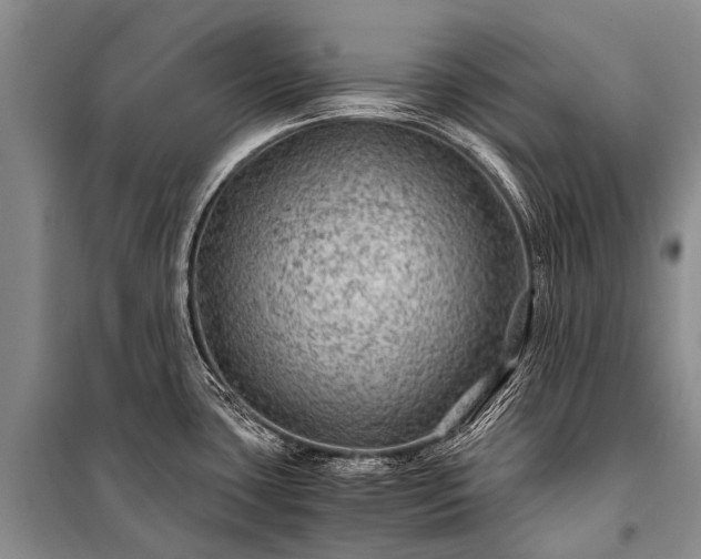 X0000100951435200807011258
