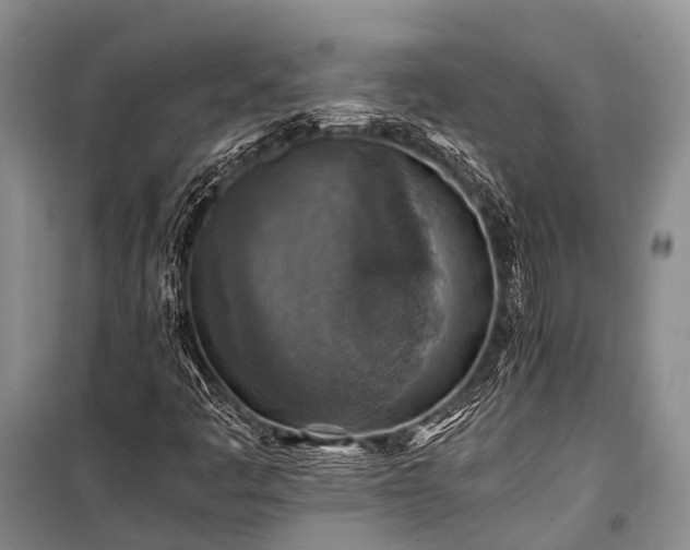 X0000100951445200807011257