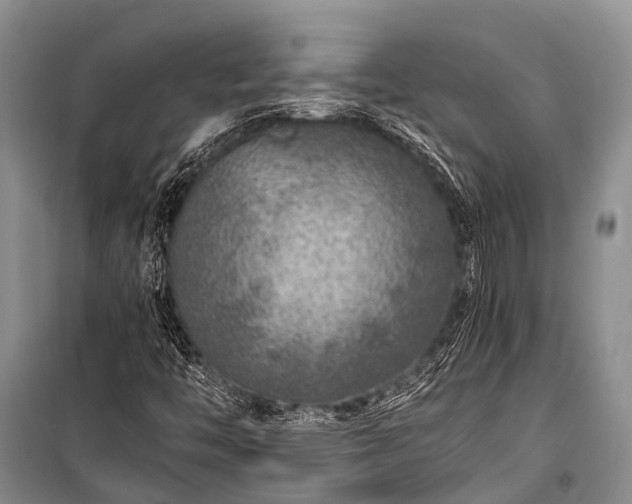 X0000100951446200807011257