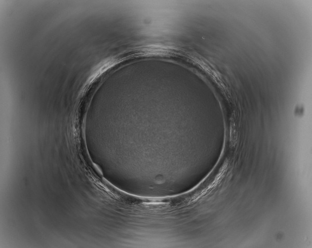 X0000100951453200807011257