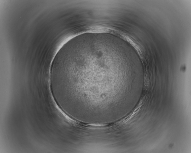 X0000100951487200807011257