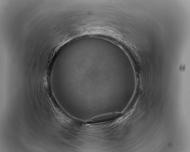 X0000100951497200807011256