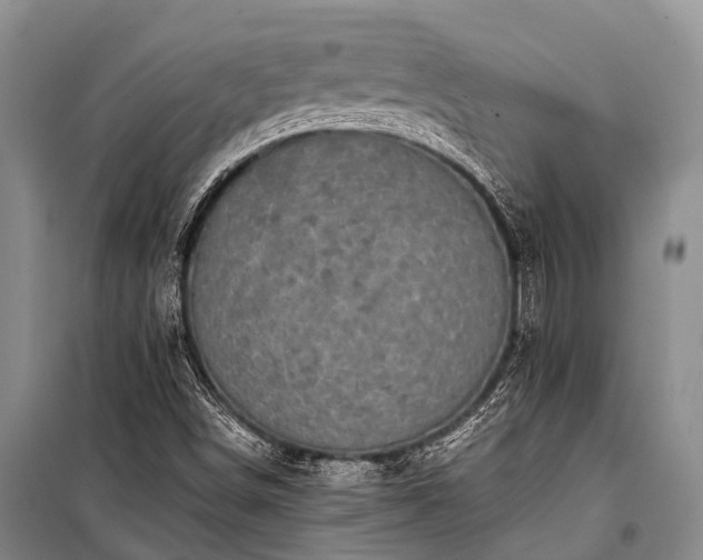 X0000100951498200807011256